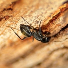 Camponotus aeneopilosus at Ainslie, ACT - 24 Aug 2024 03:08 PM