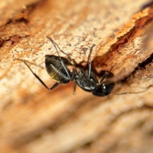 Camponotus aeneopilosus at Ainslie, ACT - 24 Aug 2024 03:08 PM