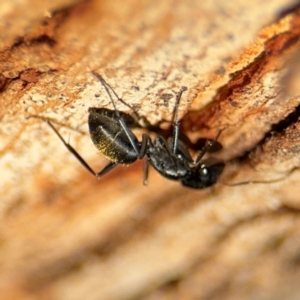 Camponotus aeneopilosus at Ainslie, ACT - 24 Aug 2024