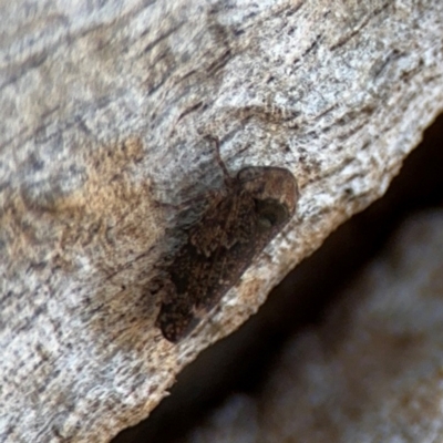 Eurymelinae (subfamily) (Unidentified eurymeline leafhopper) at Ainslie, ACT - 24 Aug 2024 by Hejor1