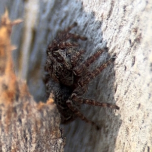 Servaea sp. (genus) at Ainslie, ACT - 24 Aug 2024