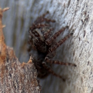 Servaea sp. (genus) at Ainslie, ACT - 24 Aug 2024