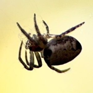 Araneus dimidiatus at Ainslie, ACT - 24 Aug 2024 02:52 PM