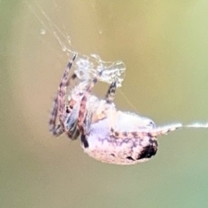 Araneus dimidiatus at Ainslie, ACT - 24 Aug 2024