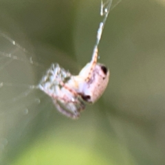 Araneus dimidiatus at Ainslie, ACT - 24 Aug 2024 02:52 PM