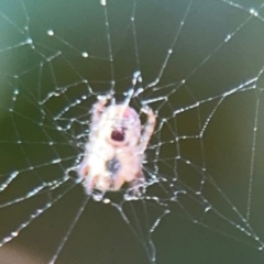 Araneus dimidiatus at Ainslie, ACT - 24 Aug 2024