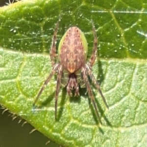 Araneus talipedatus at Ainslie, ACT - 24 Aug 2024