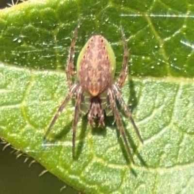 Araneus talipedatus (Slender green orb-weaver) at Ainslie, ACT - 24 Aug 2024 by Hejor1