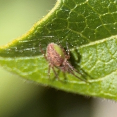 Araneus talipedatus at Ainslie, ACT - 24 Aug 2024