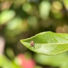 Araneus talipedatus at Ainslie, ACT - 24 Aug 2024