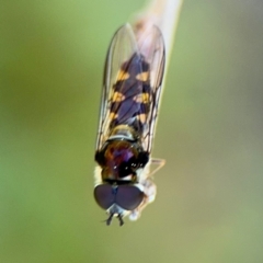 Simosyrphus grandicornis (Common hover fly) at Ainslie, ACT - 24 Aug 2024 by Hejor1