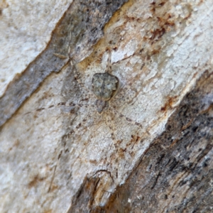 Tamopsis eucalypti at Ainslie, ACT - 24 Aug 2024