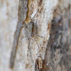 Tamopsis eucalypti at Ainslie, ACT - 24 Aug 2024