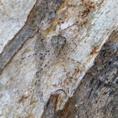 Tamopsis eucalypti at Ainslie, ACT - 24 Aug 2024