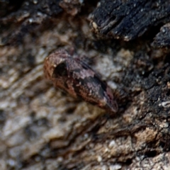 Eurymelinae (subfamily) (Unidentified eurymeline leafhopper) at Ainslie, ACT - 24 Aug 2024 by Hejor1