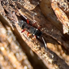 Ichneumonoidea (Superfamily) (A species of parasitic wasp) at Ainslie, ACT - 24 Aug 2024 by Hejor1