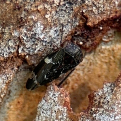 Eurymeloides sp. (genus) (Eucalyptus leafhopper) at Ainslie, ACT - 24 Aug 2024 by Hejor1