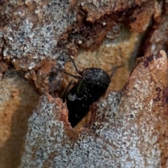 Eurymeloides sp. (genus) at Ainslie, ACT - 24 Aug 2024 02:23 PM