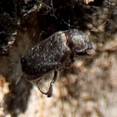 Maechidius sp. (genus) (Unidentified Maechidius scarab beetle) at Ainslie, ACT - 24 Aug 2024 by Hejor1