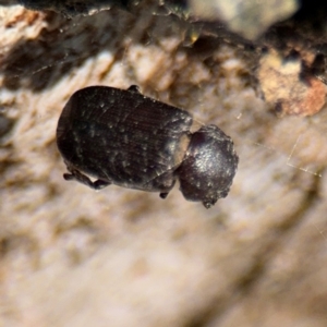 Maechidius sp. (genus) at Ainslie, ACT - 24 Aug 2024