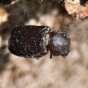 Maechidius sp. (genus) at Ainslie, ACT - 24 Aug 2024