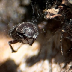 Maechidius sp. (genus) at Ainslie, ACT - 24 Aug 2024