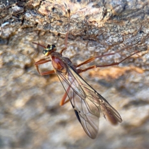 Dicamptus fuscicornis at Ainslie, ACT - 24 Aug 2024