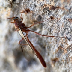 Dicamptus fuscicornis at Ainslie, ACT - 24 Aug 2024