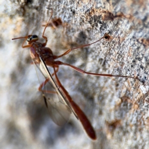 Dicamptus fuscicornis at Ainslie, ACT - 24 Aug 2024