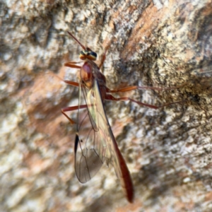 Dicamptus fuscicornis at Ainslie, ACT - 24 Aug 2024