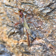 Dicamptus fuscicornis at Ainslie, ACT - 24 Aug 2024 02:07 PM