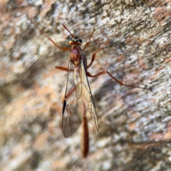 Dicamptus fuscicornis at Ainslie, ACT - 24 Aug 2024