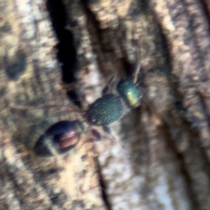 Aglaotilla sp. (genus) at Ainslie, ACT - 24 Aug 2024