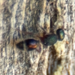 Aglaotilla sp. (genus) at Ainslie, ACT - 24 Aug 2024