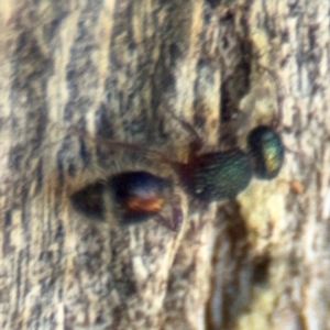 Aglaotilla sp. (genus) at Ainslie, ACT - 24 Aug 2024