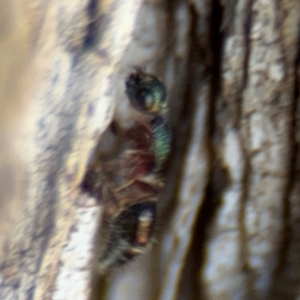 Aglaotilla sp. (genus) at Ainslie, ACT - 24 Aug 2024