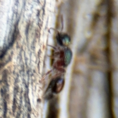 Aglaotilla sp. (genus) at Ainslie, ACT - 24 Aug 2024 02:04 PM