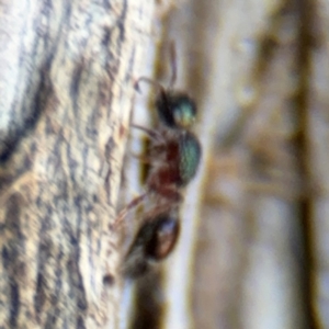 Aglaotilla sp. (genus) at Ainslie, ACT - 24 Aug 2024