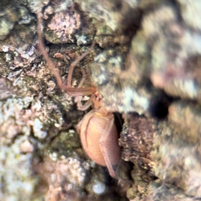 Cheiracanthium gracile (Slender sac spider) at Ainslie, ACT - 24 Aug 2024 by Hejor1