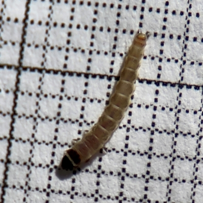 Lepidoptera unclassified IMMATURE (caterpillar or pupa or cocoon) at Braddon, ACT - 24 Aug 2024 by Hejor1