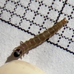 Lepidoptera unclassified IMMATURE at Braddon, ACT - 24 Aug 2024