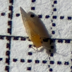 Psyllidae sp. (family) (Unidentified psyllid or lerp insect) at Braddon, ACT - 24 Aug 2024 by Hejor1