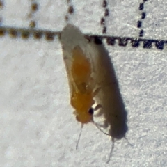 Psyllidae sp. (family) at Braddon, ACT - 24 Aug 2024