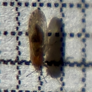 Psyllidae sp. (family) at Braddon, ACT - 24 Aug 2024