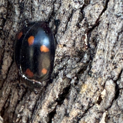 Paropsisterna octosignata (Eucalyptus leaf beetle) at Russell, ACT - 21 Aug 2024 by Hejor1