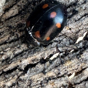 Paropsisterna octosignata at Russell, ACT - 21 Aug 2024