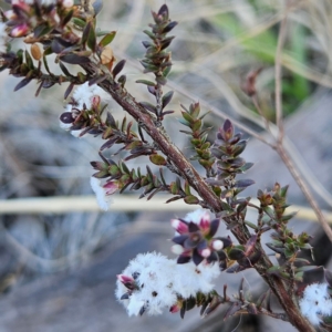 Styphelia attenuata at Bombay, NSW - 24 Aug 2024