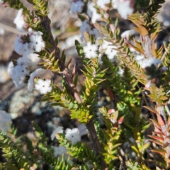 Styphelia attenuata at Bombay, NSW - 24 Aug 2024