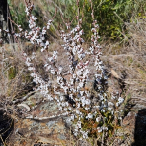 Styphelia attenuata at Bombay, NSW - 24 Aug 2024