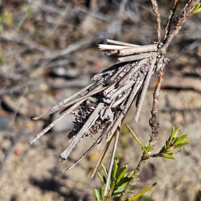 Psychidae - IMMATURE larvae (A Case moth (Psychidae)) at Bombay, NSW - 24 Aug 2024 by MatthewFrawley